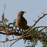 Brown Babbler