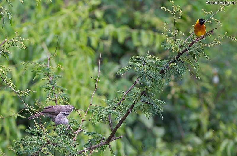 Black-lored Babbler