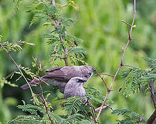 Black-lored Babbler