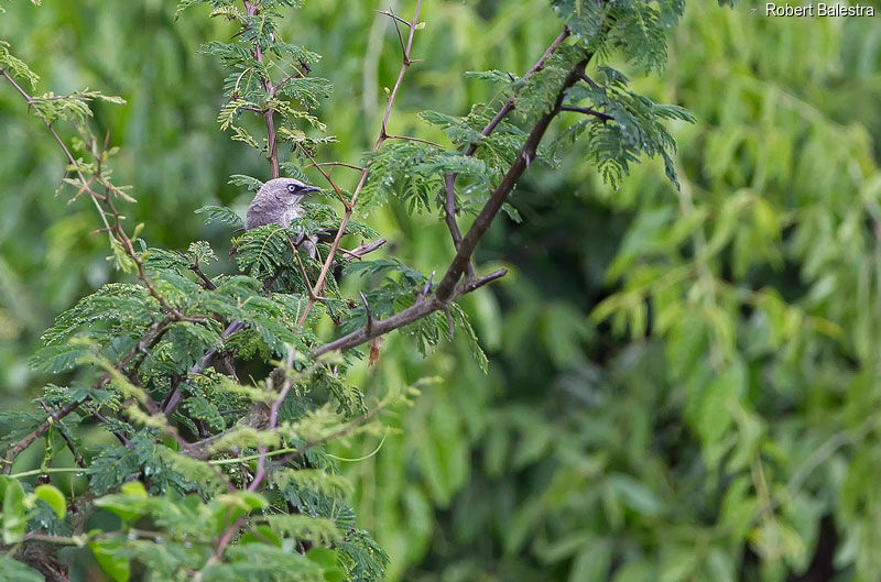 Black-lored Babbler