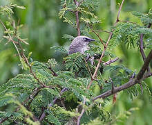 Black-lored Babbler