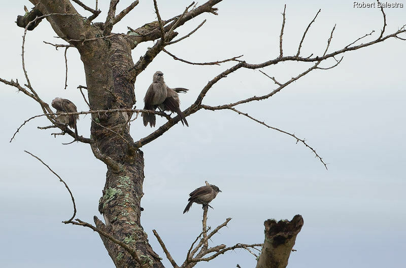 Black-lored Babbler