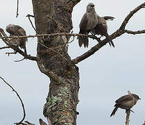 Black-lored Babbler