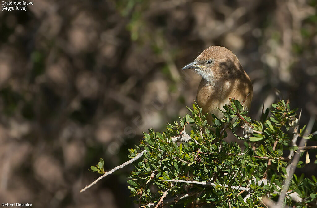 Fulvous Babbler