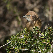 Fulvous Babbler