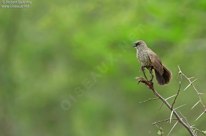 Arrow-marked Babbleradult