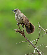 Arrow-marked Babbler