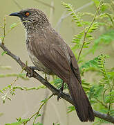 Arrow-marked Babbler