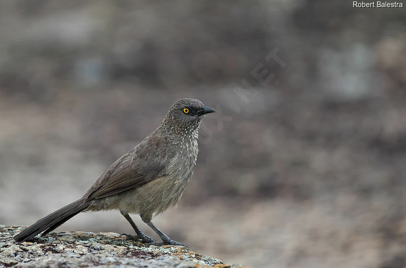 Arrow-marked Babbler