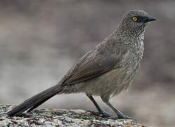 Arrow-marked Babbler