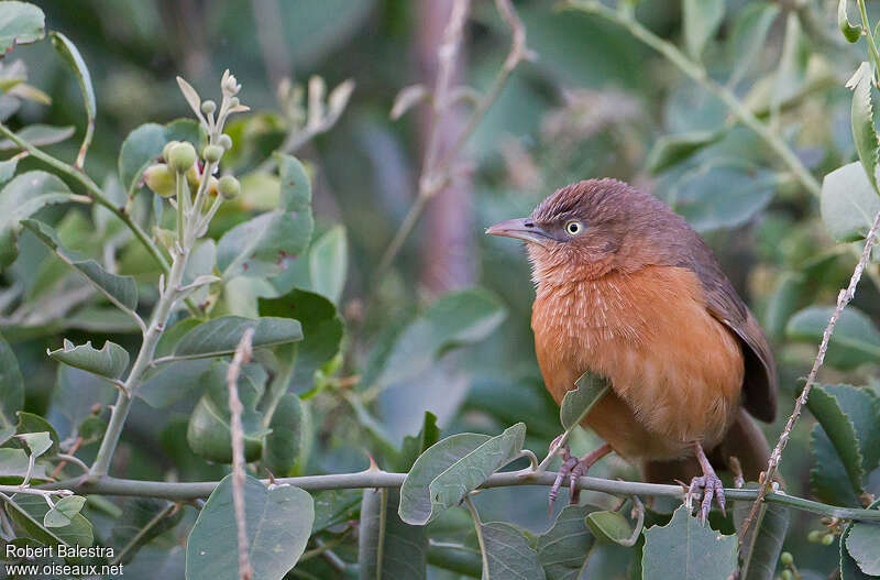 Rufous Chattereradult