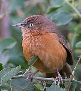 Rufous Chatterer