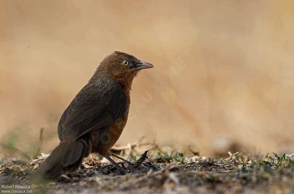 Rufous Chattereradult