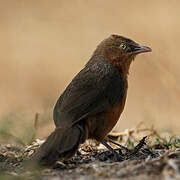 Rufous Chatterer