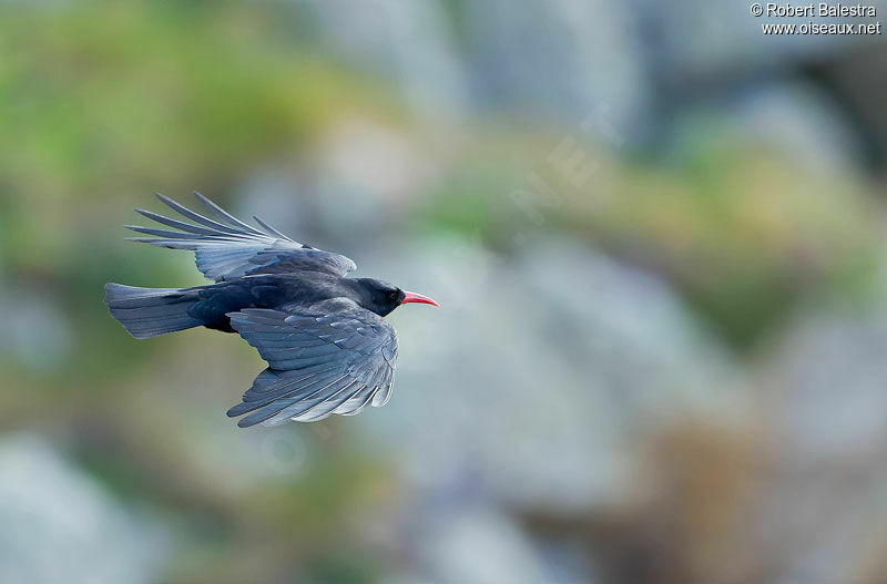 Red-billed Chough