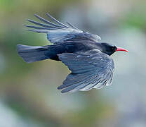 Red-billed Chough