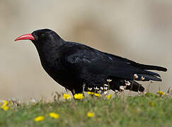 Red-billed Chough