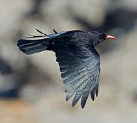 Red-billed Chough