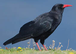 Red-billed Chough