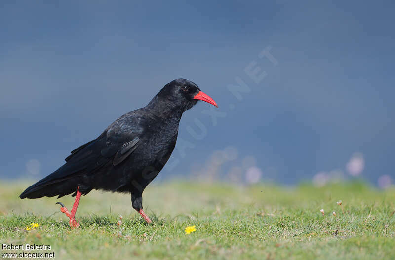 Red-billed Choughadult, walking