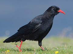 Red-billed Chough