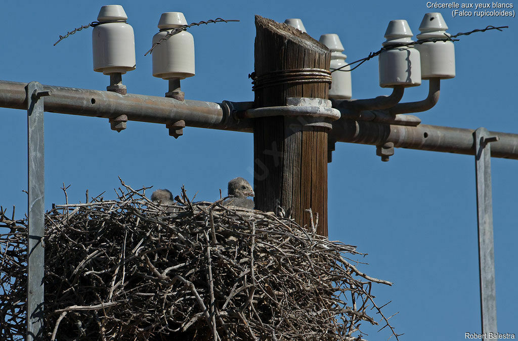 Greater Kestrel