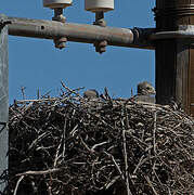 Greater Kestrel