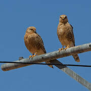 Greater Kestrel