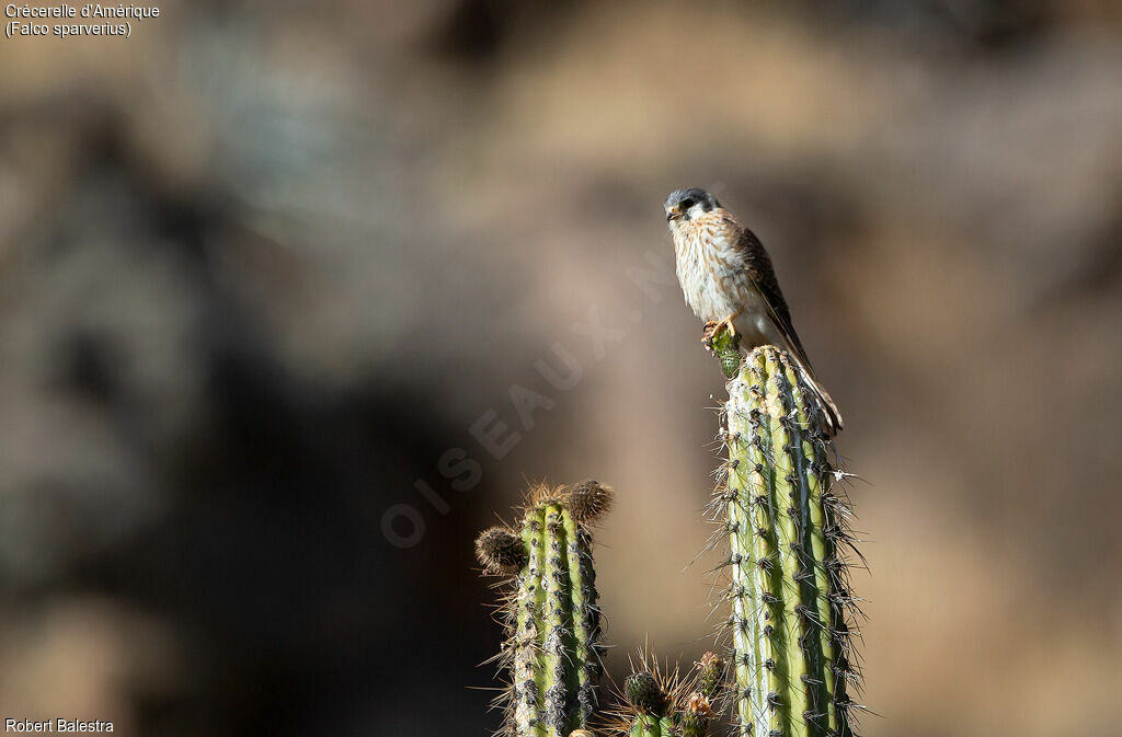 American Kestrel