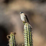 American Kestrel