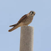 American Kestrel