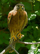 Rock Kestrel