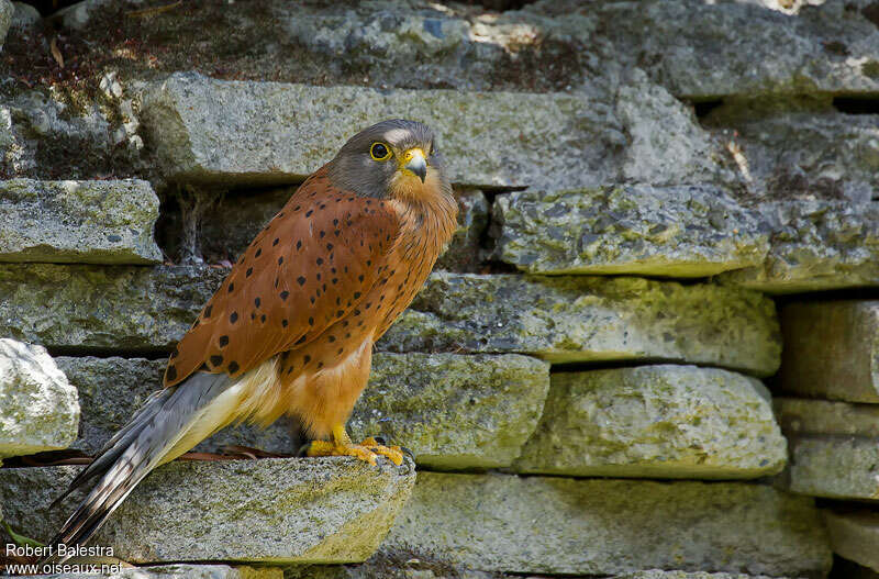 Crécerelle des rochers mâle adulte, identification