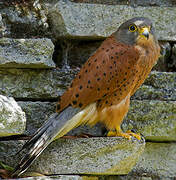 Rock Kestrel