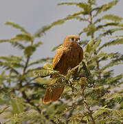 Fox Kestrel