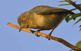 Red-faced Crombec