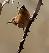 Red-faced Crombec