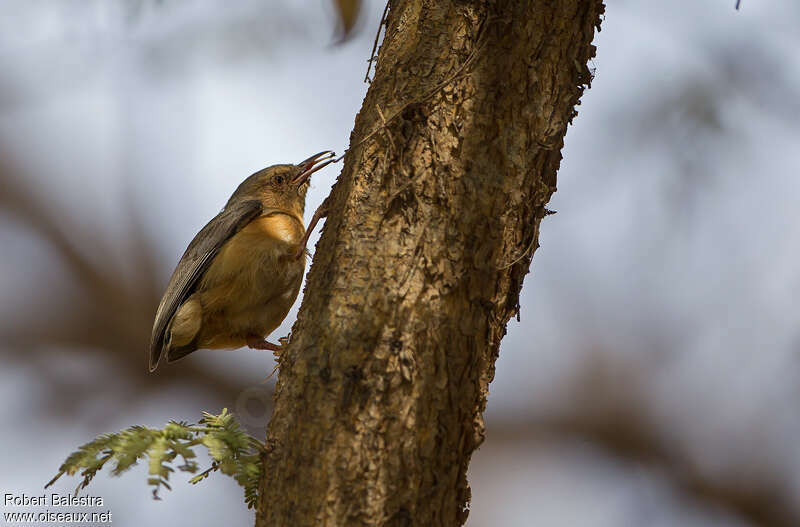 Red-faced Crombecadult, feeding habits