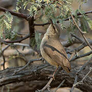 Long-billed Crombec