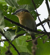 Pink-footed Puffback