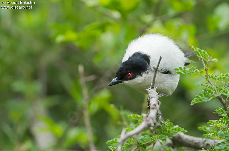 Black-backed Puffback male adult
