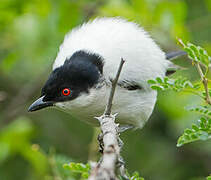 Black-backed Puffback