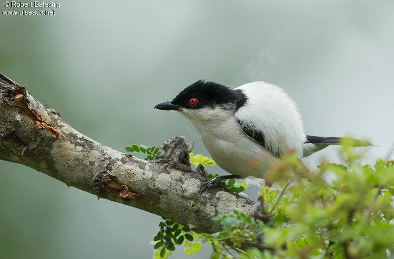 Black-backed Puffback