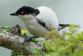 Black-backed Puffback