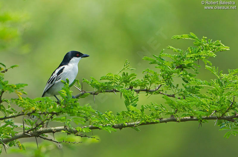 Black-backed Puffback male adult