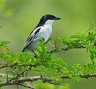 Black-backed Puffback