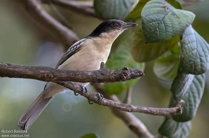 Northern Puffbackadult, identification