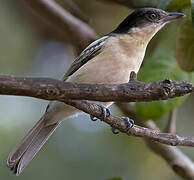 Northern Puffback