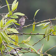 Northern Puffback