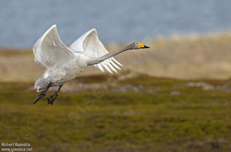 Cygne chanteuradulte, Vol